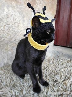 a black cat wearing a knitted bee hat