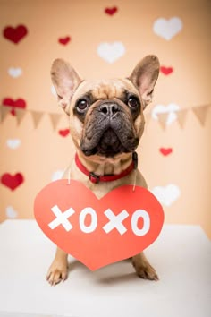 a dog holding a heart shaped sign with the word xoxo written on it