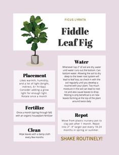 the fiddle leaf fig is shown in this poster