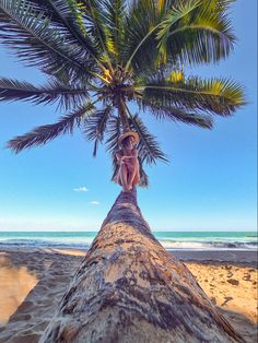 a woman standing on top of a palm tree next to the ocean