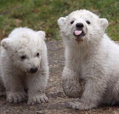 two white polar bears sitting next to each other on a dirt ground with grass in the background