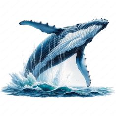 a blue whale jumping out of the water