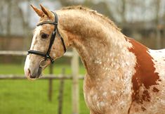 a brown and white horse standing on top of a lush green field