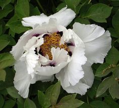 a large white flower surrounded by green leaves