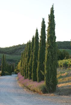 the road is lined with trees and lavender flowers