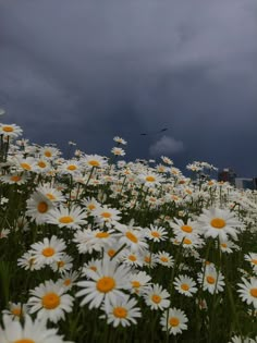 a field full of white and yellow daisies under a dark sky with buildings in the background