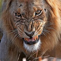 a close up of a lion with it's mouth open