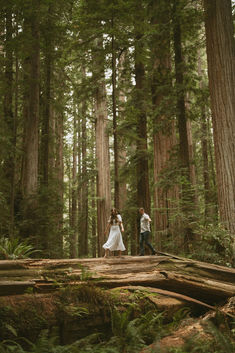 a man and woman standing on a log in the middle of a forest surrounded by tall trees