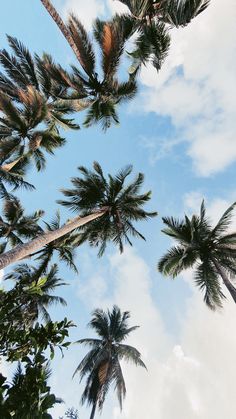 palm trees reaching up into the blue sky