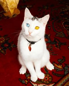 a white cat sitting on top of a red carpet next to a yellow and blue eye