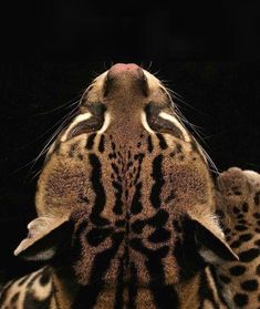 a close up of a tiger's face with its eyes closed