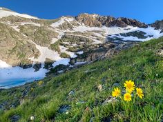 some yellow flowers are in the grass and snow is on the mountain side with mountains behind them