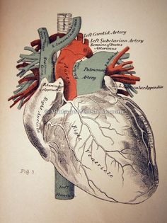 a diagram of the human heart and its major vessels