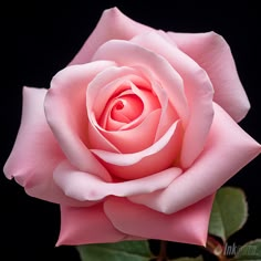 a single pink rose with green leaves on a black background in close up view to the center