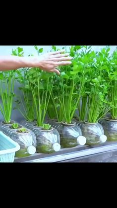 there are many plants growing in vases on the shelf and one hand is reaching for them