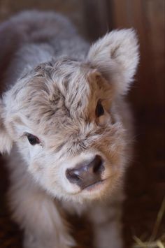 a baby calf standing on top of dry grass