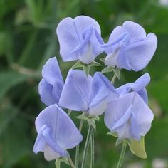 blue flowers are blooming in the garden