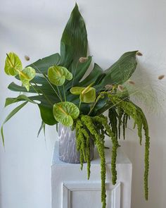 some green plants are sitting in a vase on a white shelf next to a wall