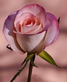 a single pink rose with green leaves