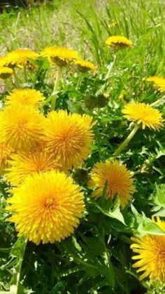 yellow dandelions are growing in the grass