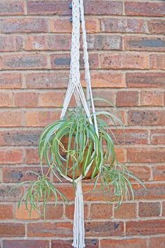 an air plant hanging from a rope in front of a brick wall with the words plant hangers above it