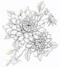 a black and white drawing of flowers