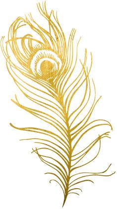 a golden peacock feather on a white background