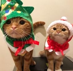 two cats dressed up in costumes for christmas