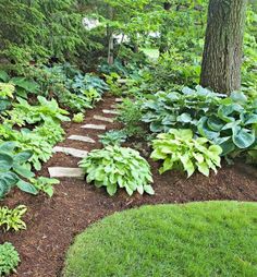 a garden with lots of green plants and trees