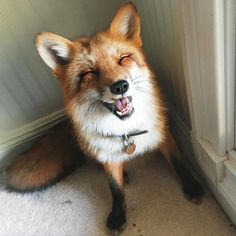 a close up of a fox with its mouth open