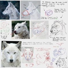 several drawings of wolfs with different facial expressions and head shapes are shown in this image