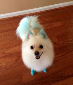 a small white dog with blue hair on top of it's head sitting on the floor