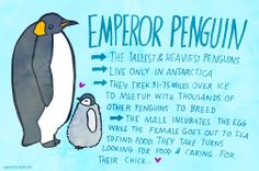 an image of a penguin and another penguin with the caption'emperor penguin '