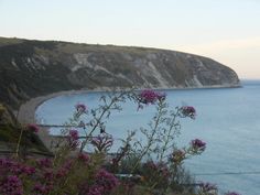 purple flowers in front of the ocean and cliffs