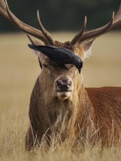 an antelope with a bird on its head in the middle of a field