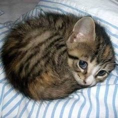 a small kitten laying on top of a blue and white striped bed sheet with it's eyes open