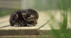 a small kitten sitting on top of a wooden floor next to tall green grass and weeds