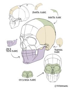 an image of the anatomy of a human skull with different parts labeled in each section