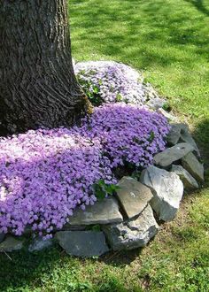 purple flowers are growing on the rocks in front of a tree