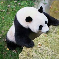 a panda bear sitting on top of a rock