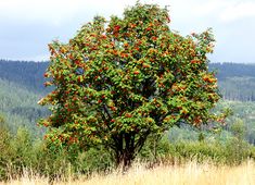 an apple tree in the middle of a field with tall grass and trees behind it