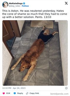 a brown dog laying on top of a tile floor next to a wooden cabinet and door