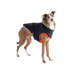 a small dog wearing a blue jacket with an orange collar