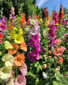 many different colored flowers in a field