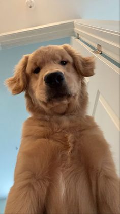 a large brown dog standing on its hind legs