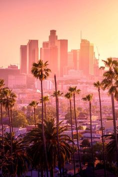 palm trees in front of a city skyline