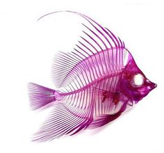 a purple fish is shown on a white background