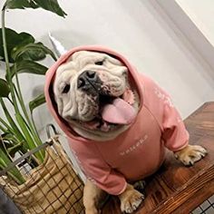 a dog wearing a pink hoodie sitting on top of a wooden table next to a potted plant