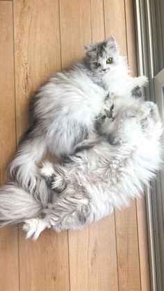 a fluffy cat laying on top of a wooden floor next to a glass sliding door