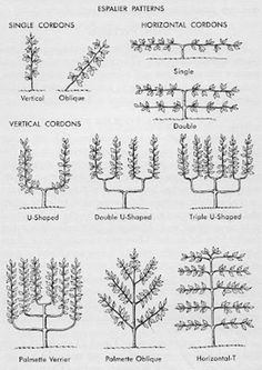 several different types of trees with names